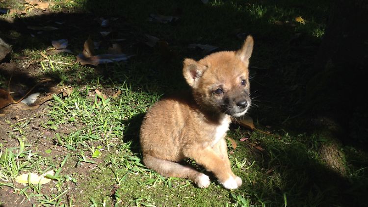 Wüsten-Dingo Sandy wurde als Welpe verlassen im Outback gefunden. Ihr seltenes DNA-Material ermöglichte die Studie.