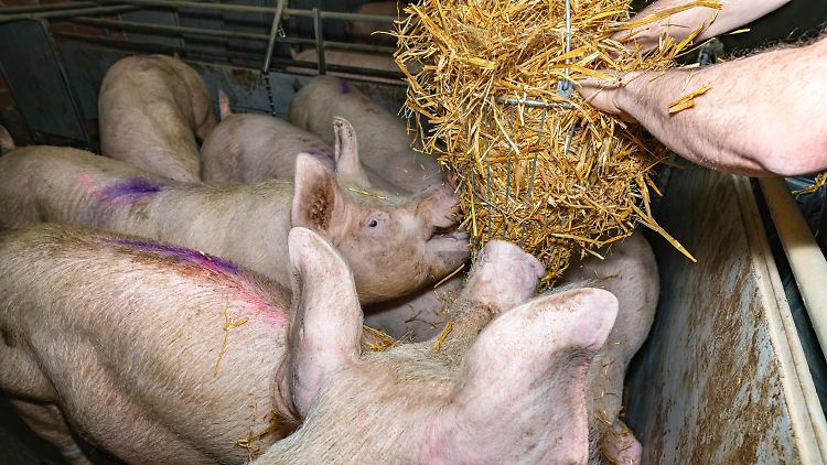 Schätzungen zufolge werden zwei Drittel aller Antibiotika für Nutztiere verwendet. 