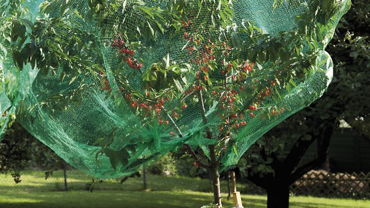 Gartenbesitzer sollten die Bäume und Sträucher mit einem feinmaschigen Netz umhüllen.