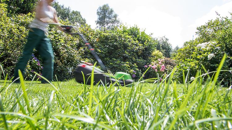 Pause! Gartenexperten rufen dazu auf, für einen Monat - den Mai - nicht den Rasen zu mähen. Denn das tut den Tieren und den Pflanzen gut.