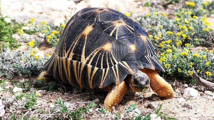 Eine Strahlenschildkröte (Astrochelys radiata) in freier Wildbahn auf Madagaskar: Schildkröten gehören zu den am stärksten gefährdeten Arten.