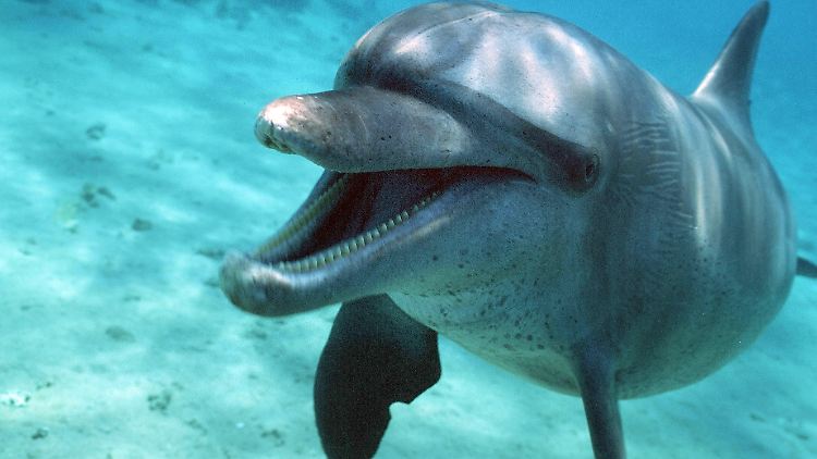 Flaschennasendelfin vor Ägypten: Russland soll solche Tiere nun auch bei der Verteidigung der Krim einsetzen.