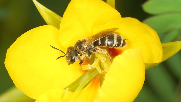 Keulhornbiene auf einer Prunkwinde: Wildbienen haben einen erheblichen Anteil an der Bestäuberleistung.