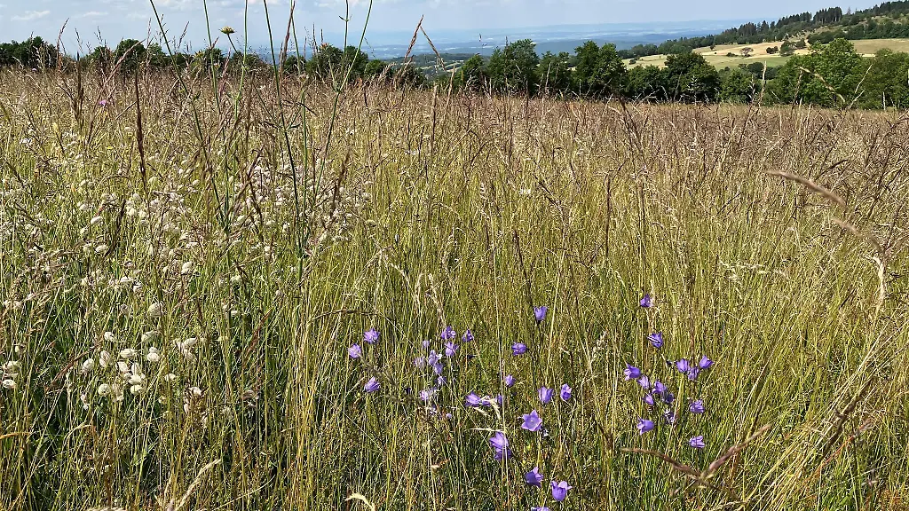 Die-Bergmaehwiesen-stehen-als-Naturwunder-des-Jahres-zur-Wahl-Archivbild