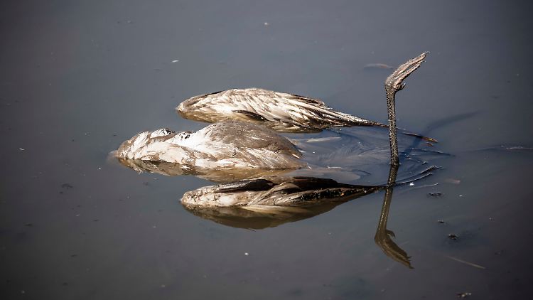 Ein toter Kranich liegt in einem See im israelischen Hula-Tal. Das Naturreservat ist ein wichtiger Rastplatz für Zugvögel.