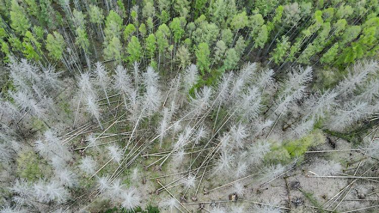 Die trockenen Jahre 2018 bis 2020 haben auch die Wälder flächendeckend geschädigt. In ganz Deutschland müssen laut Bundeslandwirtschaftsministerium etwa 380 000 Hektar aufgeforstet werden.