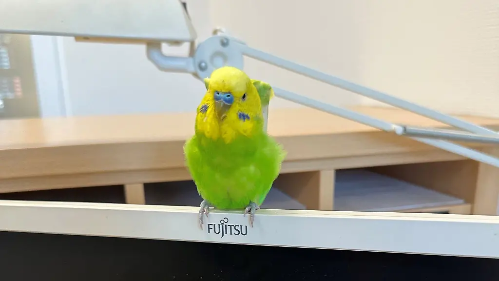 Ein-entflogener-Wellensittich-hat-eine-Nacht-auf-einem-Polizeirevier-verbracht