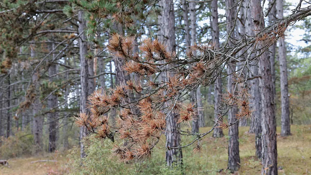 Der-Wald-im-Landkreis-Wuerzburg-gilt-als-eines-der-groessten-zusammenhaengenden-Schwarzkieferngebiete-in-Deutschland