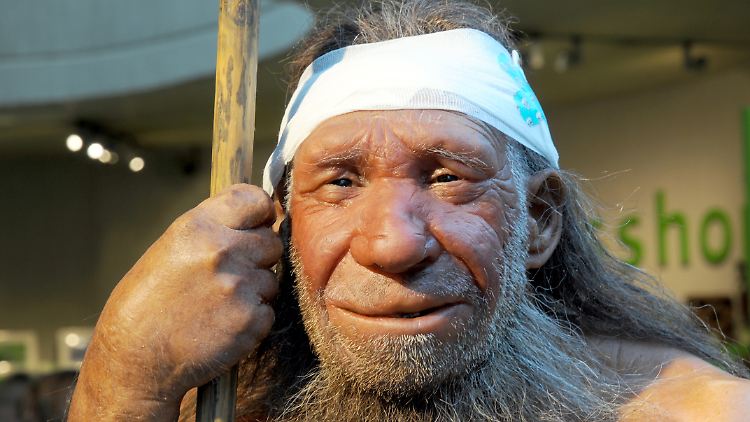 Die Nachbildung eines älteren Neandertalers im Neanderthal-Museum in Mettmann.