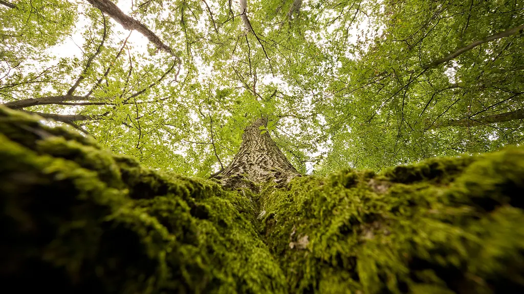 In-Unterfranken-wurde-ein-Mann-bei-Holzarbeiten-im-Wald-von-einer-umstuerzenden-Eiche-erschlagen