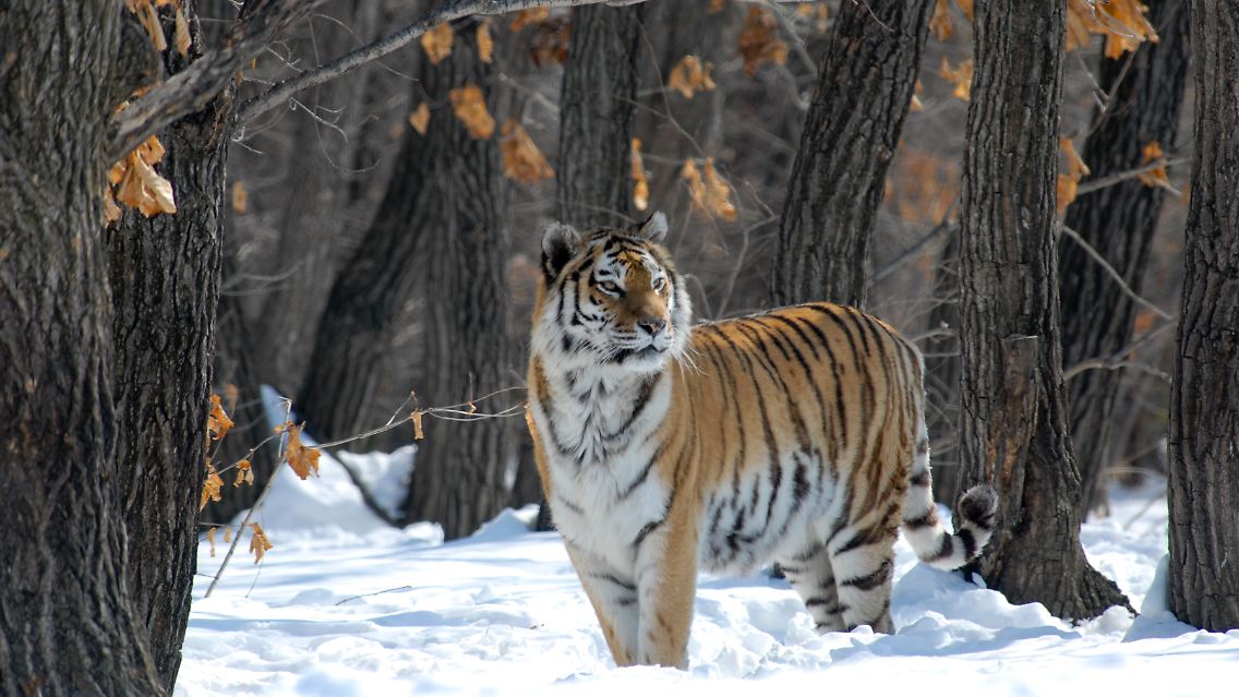 Ein Amurtiger im russischen Usurien.