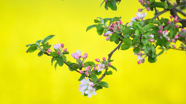 Apfelblüte vor Rapsfeld - der Mai verspricht sonnig und warm zu werden.