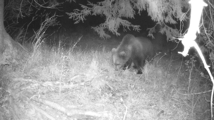 Am Montagmorgen tappte der Braunbär in eine Fotofalle.