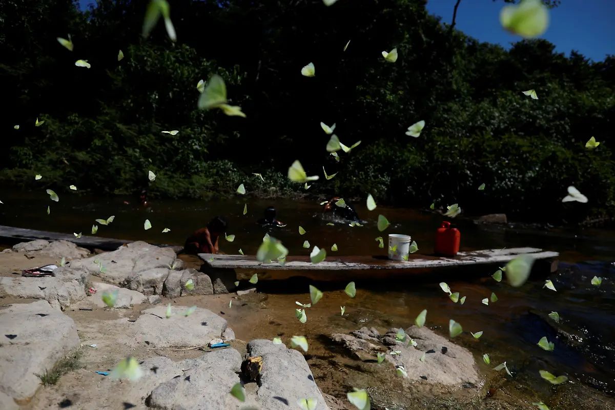 2024-08-07T130051Z-1180536337-RC2HW8A18NOR-RTRMADP-3-BRAZIL-INDIGENOUS-LAND