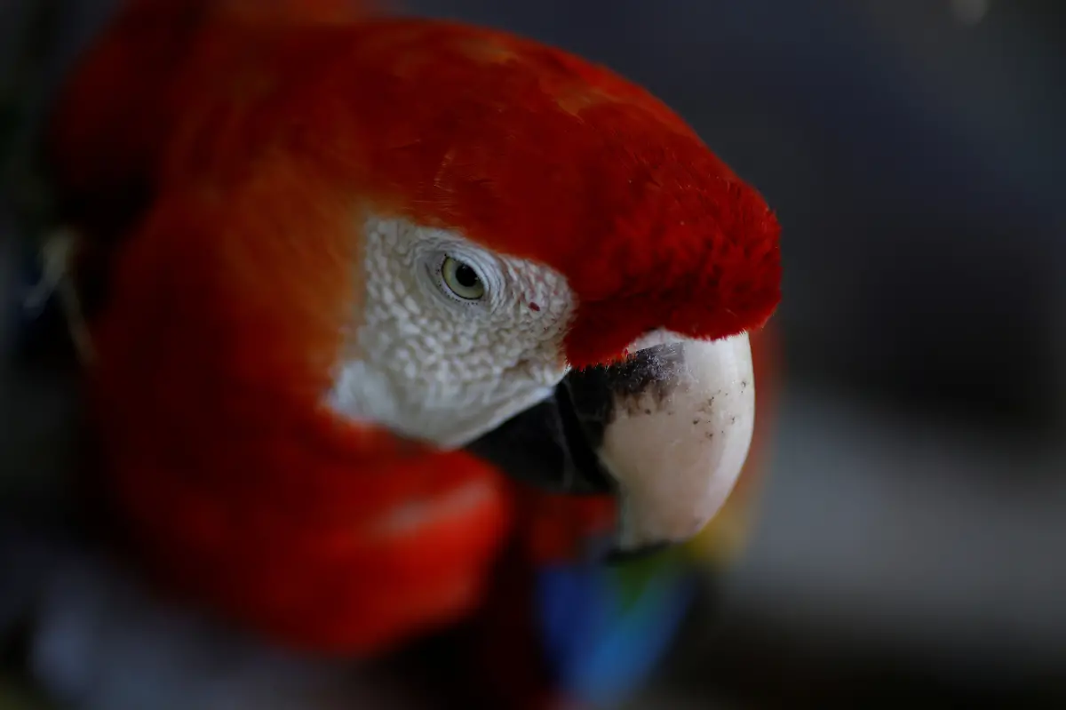 2024-08-07T130113Z-1608204394-RC2G09AN6FEK-RTRMADP-3-BRAZIL-INDIGENOUS-LAND