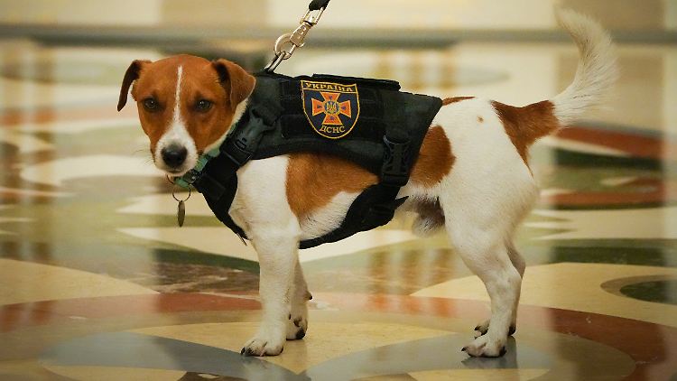 Leistet einen wichtigen Dienst für die Ukraine: der kleine Terrier Patron. 