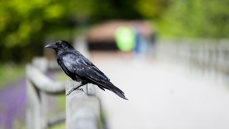 Pechvogel - oder auch Unglücksrabe - ist eine gängige Bezeichnung für Menschen, die immer wieder Missgeschicke erleiden.