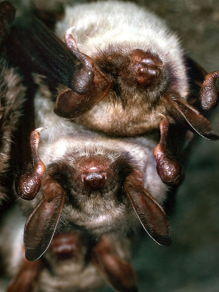 Mausohrfledermäuse (Myotis myotis) schrecken ihre Feinde akustisch ab.