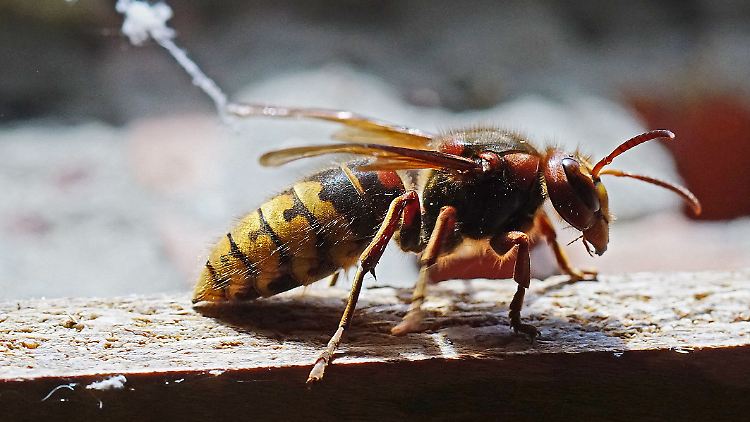 Mit dem nachgeahmten Summen einer Hornisse verscheucht die Mausohrfledermaus potenzielle Angreifer.