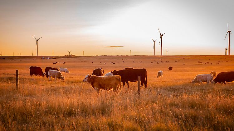 Die WMO schätzt die Wahrscheinlichkeit, dass bis 2026 mindestens ein Jahr eine globale Durchschnittstemperatur von über 1,5 Grad über dem vorindustriellen Niveau erreicht, auf fast 50 Prozent.
