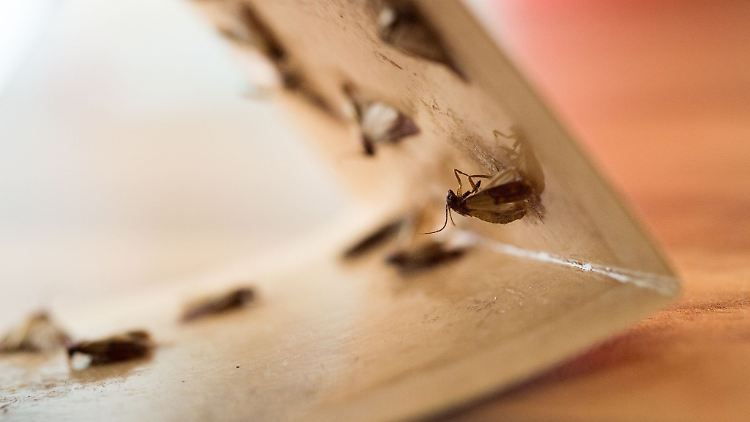 Es gibt schonendere Methoden als die Chemiekeule, um lästige Plagegeister wie Dörrobstmotten zu vertreiben, zum Beispiel Pheromonfallen.