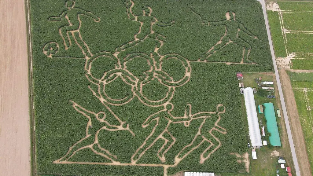 Die-Linien-des-Maislabyrinths-sind-in-einer-Linie-in-das-Feld-gemaeht