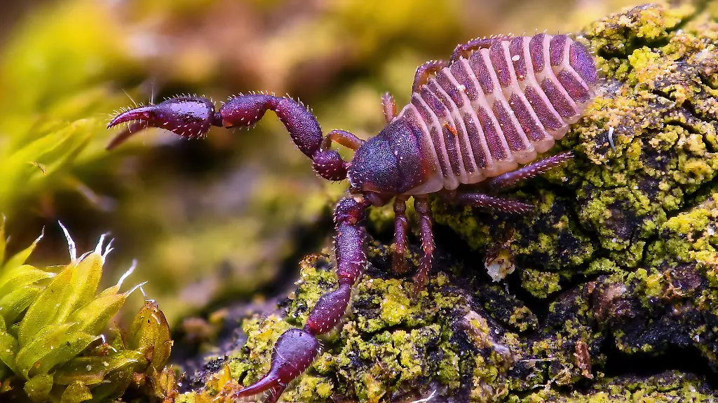 Pseudoskorpion-120422-Foto-Louis-Roth