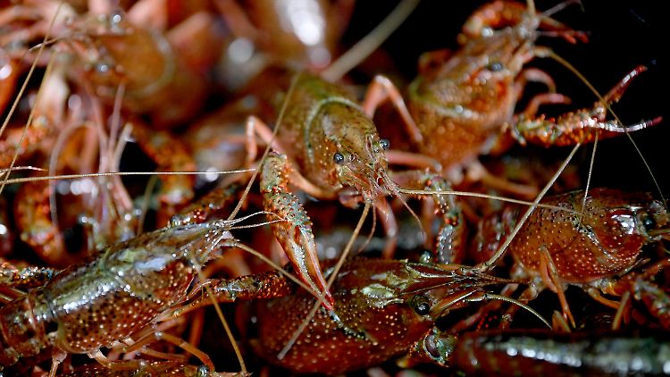 Die Tiere kommen eigentlich im Süden der Vereinigten Staaten und in Nordmexiko vor.