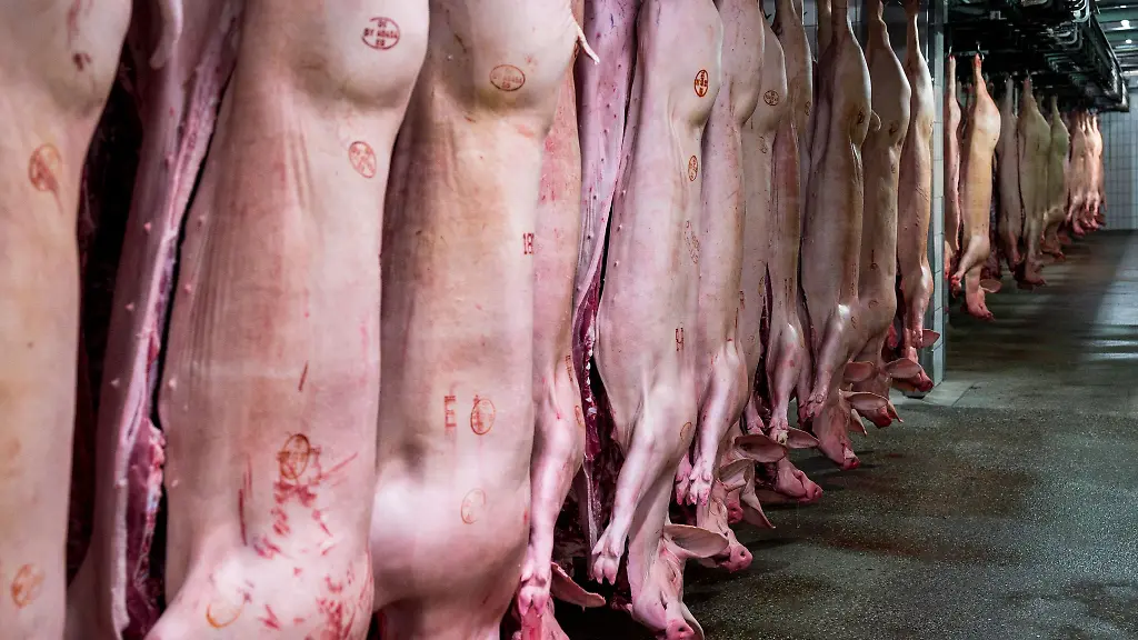 Schlachthoefe-produzieren-wieder-mehr-Schweinefleisch
