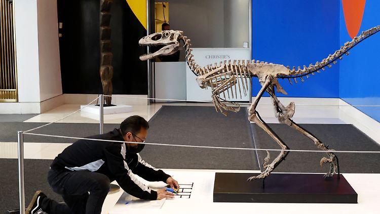 Das gut drei Meter lange Fossil war im Wolf Canyon im US-Bundesstaat Montana ausgegraben worden.
