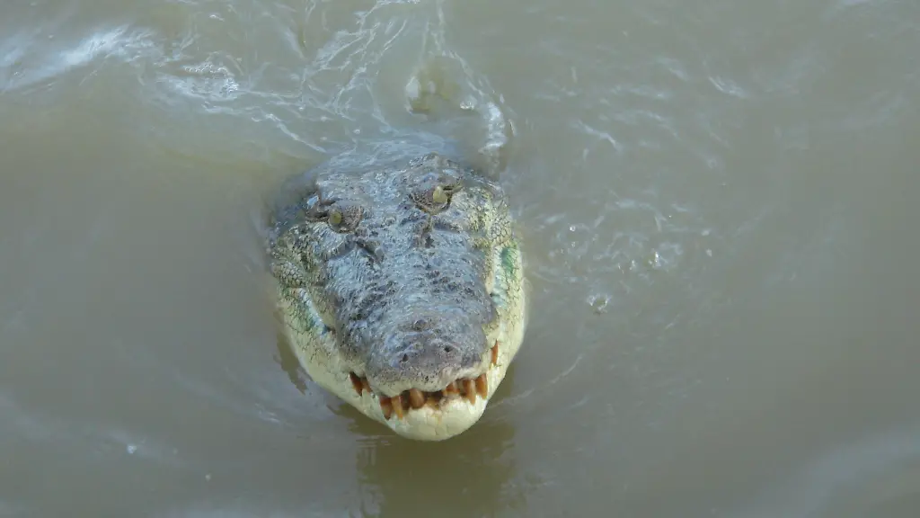 epi-221363213-DPA-BF-dpa-5FB208008F68E6F3-jpg-Krokodil-im-Northern