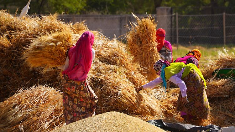 Eine extreme Hitzewelle in Indien soll die Weizenernte voraussichtlich um knapp sechs Prozent verringern.
