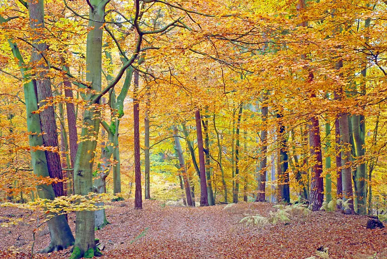 D-9-Darsser-Wald-4307-Georg-Jung-Kopie