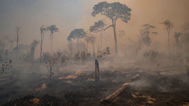 Die Rodungen erhöhen den CO2-Ausstoß und wirken sich verheerend auf die Artenvielfalt aus.