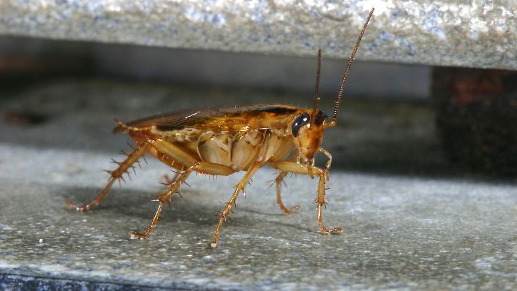 Eine Blattella germanica