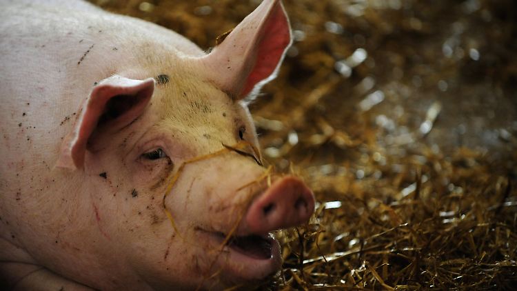 Mehrere hundert Tiere müssen nun wahrscheinlich getötet werden.