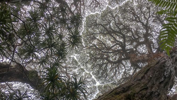 Nordostaustraliens alte tropische Regenwälder gehören zu den ältesten und isoliertesten Regenwäldern der Erde.