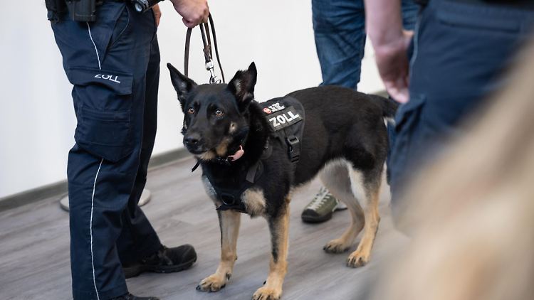 Zollspürhündin Skadi vor ihrem Dienstantritt.