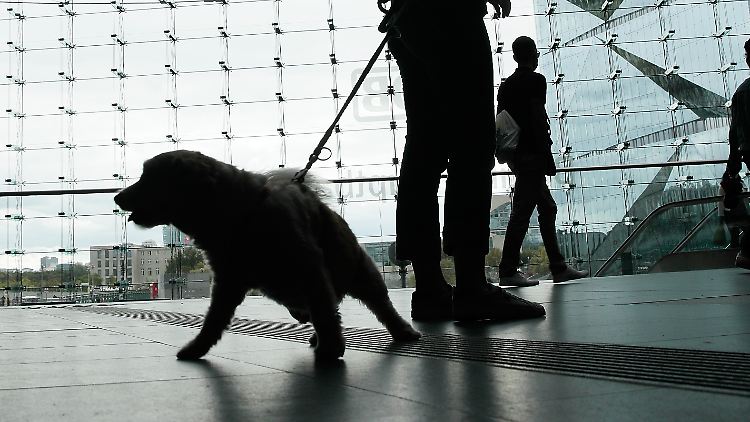 "Im Berliner Tierheim wurden in der Corona-Pandemie mehr als doppelt so viele Welpen abgegeben wie sonst", so eine Sprecherin vom Tierschutzverein von Berlin.