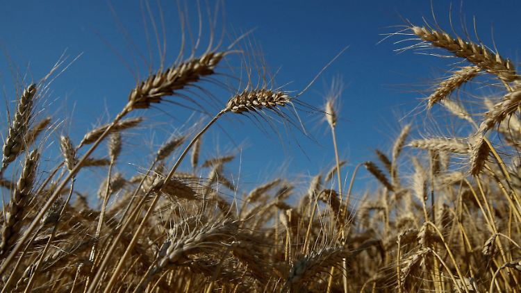 Wegen ihrer fruchtbaren Böden ist die Ukraine einer der wichtigsten Weizenexporteure weltweit.