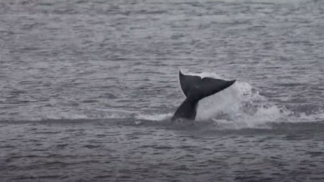 orca.JPG