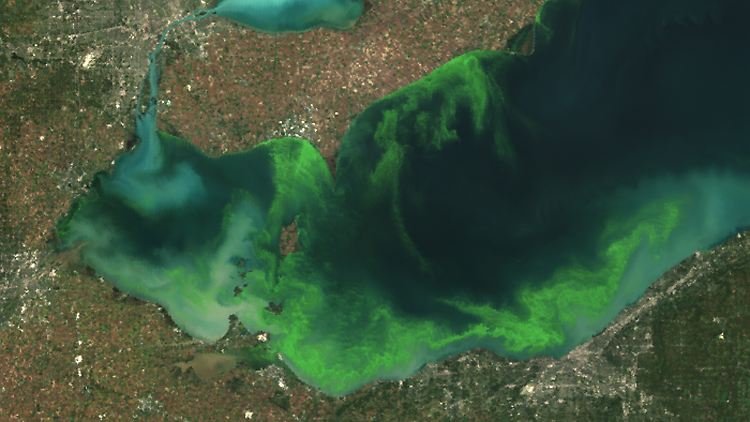 Auf Satellitenaufnahmen ist die Blaualgenblüte auf dem Erie-See deutlich zu erkennen.