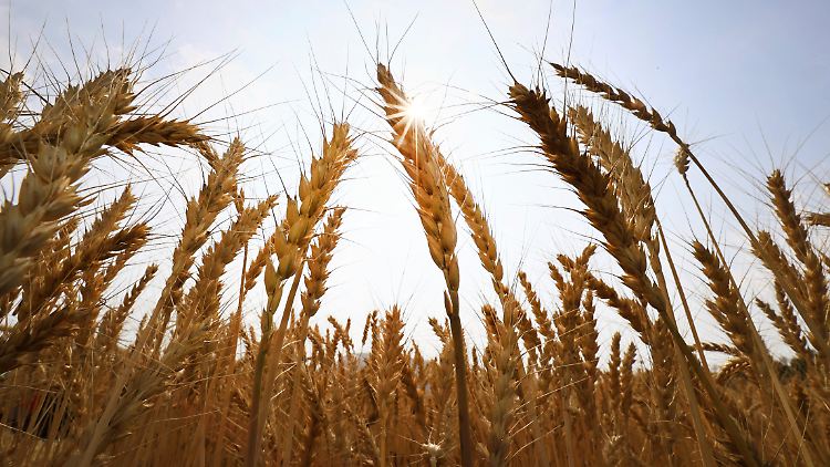  In diesem Getreidejahr habe Russland bereits mehr als 35 Millionen Tonnen ausgeführt, darunter 28,5 Millionen Tonnen Weizen, sagte Landwirtschaftsminister Dmitri Patruschew auf der Getreidemesse. 