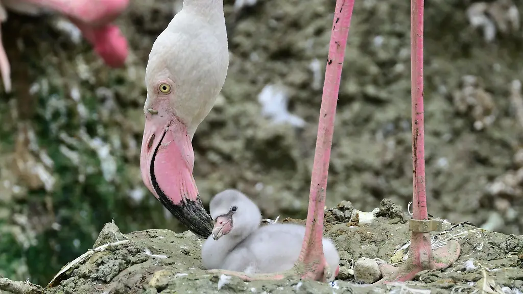 Ein-Flamingokueken-liegt-in-einem-Nest-im-Tierpark-Hellabrunn-in-Muenchen