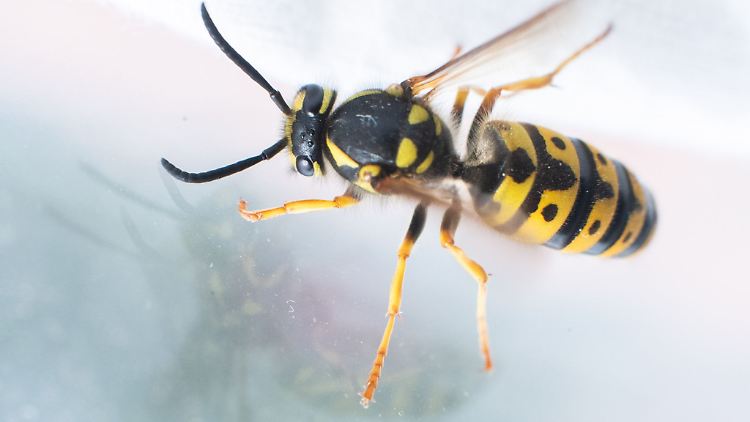 Alle fliegenden Insekten orientieren sich immer zum Licht.