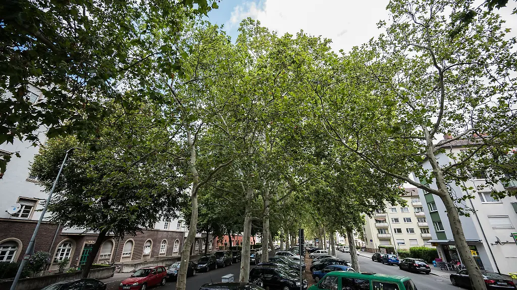 Besonders-alte-Baeume-koennen-laut-Umwelthilfe-fuer-Abkuehlung-in-den-Staedten-sorgen