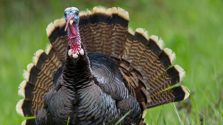 Der Truthahn heißt im englischen "Turkey".