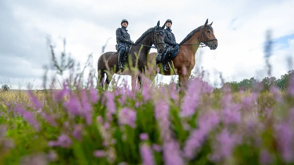Mit-dem-Start-der-Heidebluete-sind-auch-wieder-Polizeireiter-im-Naturpark-Suedheide-unterwegs