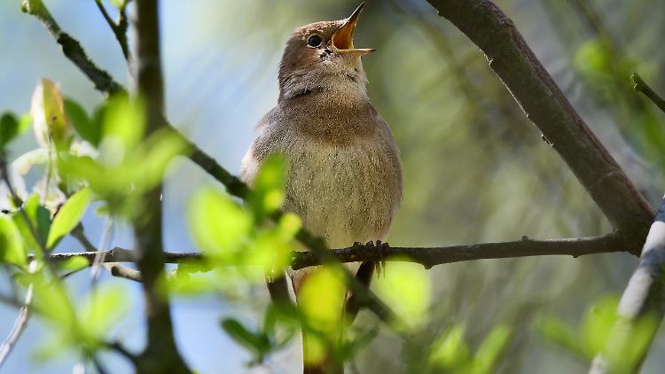 Eine Nachtigall (Luscinia megarhynchos): Die Vogelart gehört zu denen, die im Bestand zunehmen.