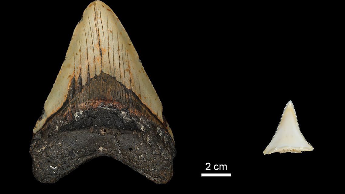 Vergleich der Zahngröße zwischen einem Zahn des ausgestorbenen Megalodons und dem eines modernen Weißen Hais.